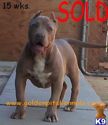  UKC registered  Direct GRANDDAUGHTERS of KING LION and  19 DELTA SCOUT